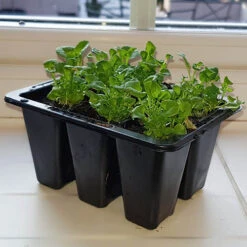 Pack Of 3 Windowsill Propagator Kits -Garden Plant Shop 120034 4