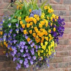 Easy Fill Hanging Baskets 38cm (15in) Pair -Garden Plant Shop 130257 4