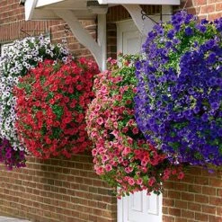 Easy Fill Hanging Baskets 38cm (15in) Pair -Garden Plant Shop 130257 5