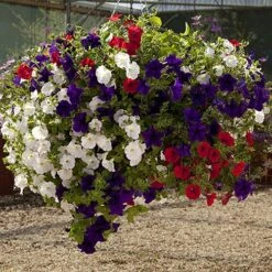 Easy Fill Hanging Baskets 38cm (15in) Pair -Garden Plant Shop 130257 6