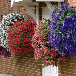 Pair Of 12" Easy Fill Hanging Baskets -Garden Plant Shop 130260 2