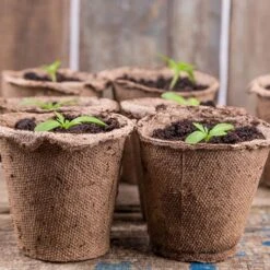 Skelly Tray X 3 And 36 Jiffy Bio Pots -Garden Plant Shop 130325 3