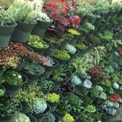 WonderWall - Single Section 15 WonderWall - Single Section -Garden Plant Shop 130427 6