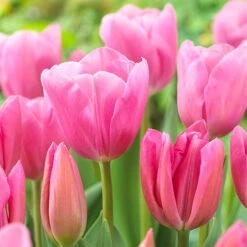 Outdoor Narcissi And Tulip Bucket Planter -Garden Plant Shop 161135 2