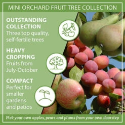 Mini Orchard Fruit Tree Collection -Garden Plant Shop 300004 8