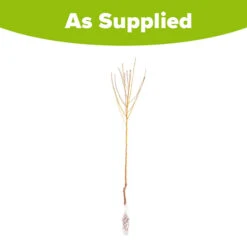 Peach 'Redhaven' Tree -Garden Plant Shop 300010 4