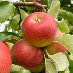 Apple 'Gala' Tree