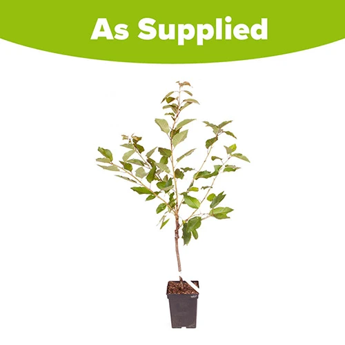 Sweet Cherry 'Regina' 3 Sweet Cherry 'Regina' - Image 3