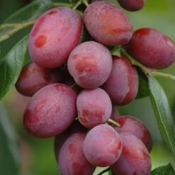 Patio Fruit Trees Cherry 'Athos' And Plum 'Little Vic' -Garden Plant Shop 300213 3