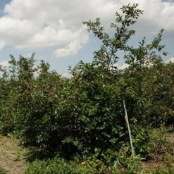 Patio Fruit Trees Cherry 'Athos' And Plum 'Little Vic' -Garden Plant Shop 300213 4