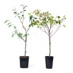 Patio Fruit Trees Cherry 'Athos' And Plum 'Little Vic' -Garden Plant Shop 300213 6