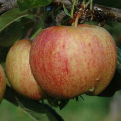 Trio Fruit Apple Tree -Garden Plant Shop 300226 2