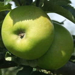 Trio Fruit Apple Tree -Garden Plant Shop 300226 3