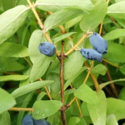 Honeyberry -Garden Plant Shop 310034 2