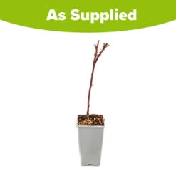 Tayberry -Garden Plant Shop 310062 2