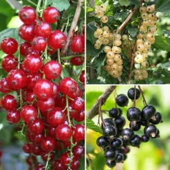 Currant 'Summer Pearls' Collection
