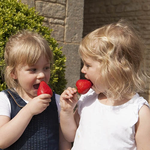 Strawberry 'Sweet Colossus' 2 Strawberry 'Sweet Colossus' - Image 2