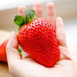 Strawberry 'Sweet Colossus' 5 Strawberry 'Sweet Colossus' -Garden Plant Shop 320074 2