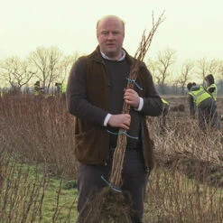 Raspberry Long-Cane -Garden Plant Shop 330002 3