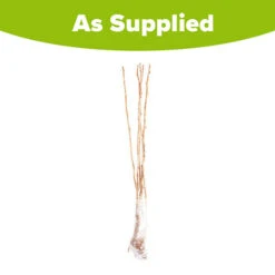 Raspberry Long-Cane -Garden Plant Shop 330002 4