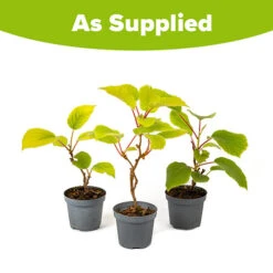 Actinidia Deliciosa - Kiwi Fruit 'Jenny' 9 Actinidia Deliciosa - Kiwi Fruit 'Jenny' -Garden Plant Shop 340098 4