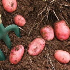 Patio Potato Pack 9 Patio Potato Pack -Garden Plant Shop 350067 4