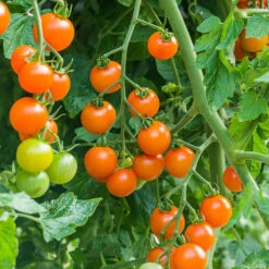 Cherry Tomato 'Sungold SuperSweet' 9 Cherry Tomato 'Sungold SuperSweet' -Garden Plant Shop 370043 2