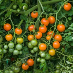 Cherry Tomato 'Sungold SuperSweet' 10 Cherry Tomato 'Sungold SuperSweet' -Garden Plant Shop 370043 3