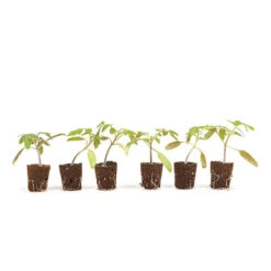 Cherry Tomato 'Sungold SuperSweet' 11 Cherry Tomato 'Sungold SuperSweet' -Garden Plant Shop 370043 4