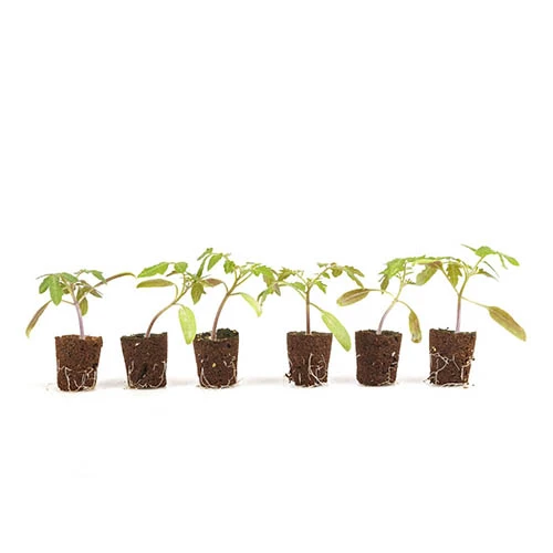 Cherry Tomato 'Sungold SuperSweet' 5 Cherry Tomato 'Sungold SuperSweet' - Image 5