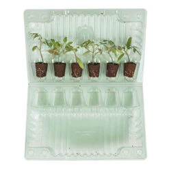 Cherry Tomato 'Sungold SuperSweet' 12 Cherry Tomato 'Sungold SuperSweet' -Garden Plant Shop 370043 5