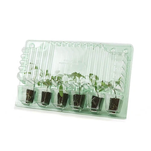 Cherry Tomato 'Sungold SuperSweet' 7 Cherry Tomato 'Sungold SuperSweet' - Image 7