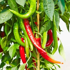 Chilli Collection -Garden Plant Shop 370073 2