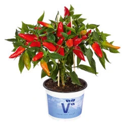 Chilli Collection -Garden Plant Shop 370073 3