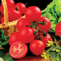 Tomato Collection 9cm X 3 -Garden Plant Shop 370100 2