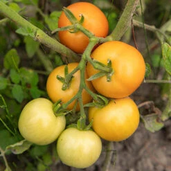 Tomato Collection 9cm X 3 -Garden Plant Shop 370100 3