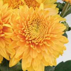 Chrysanthemum 'Garden Spray' Collection 7 Chrysanthemum 'Garden Spray' Collection -Garden Plant Shop 400089 2