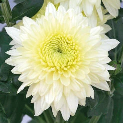 Chrysanthemum 'Garden Spray' Collection 9 Chrysanthemum 'Garden Spray' Collection -Garden Plant Shop 400089 4