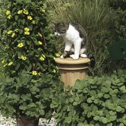 Coleus Canina 'Scardy Cat Plant' -Garden Plant Shop 400092 2