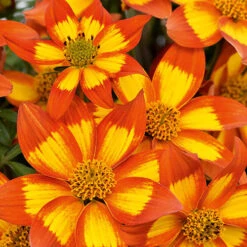 Bidens 'Hawaiian Flare'