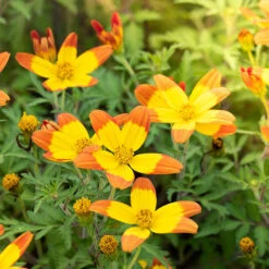 Bidens 'Hawaiian Flare' -Garden Plant Shop 400551 3