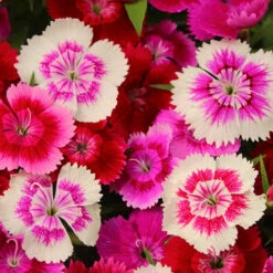 Dianthus Sweet William 'Gem' -Garden Plant Shop 401164 2
