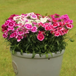Dianthus Sweet William 'Gem' -Garden Plant Shop 401164 3