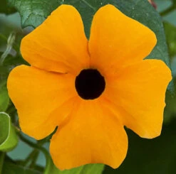 Thunbergia Sunny Mixed -Garden Plant Shop 401394 2