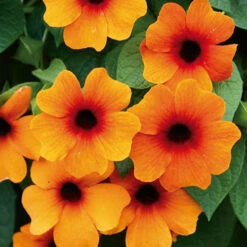 Thunbergia Sunny Mixed -Garden Plant Shop 401394 4