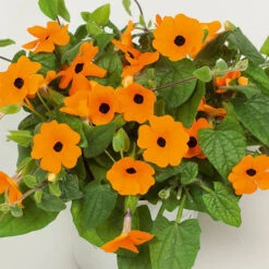 Thunbergia Sunny Mixed -Garden Plant Shop 401394 5