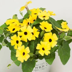 Thunbergia Sunny Mixed -Garden Plant Shop 401394 6