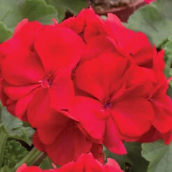 Geranium 'Ultimate Red'