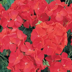 Geranium 'Ultimate Red' -Garden Plant Shop 410064 2