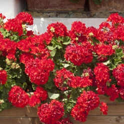 Geranium 'Ultimate Red' -Garden Plant Shop 410064 3